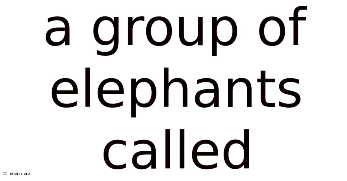 A Group Of Elephants Called