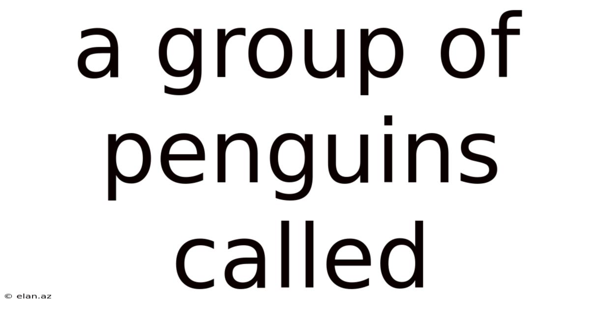 A Group Of Penguins Called