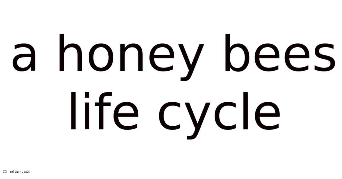A Honey Bees Life Cycle