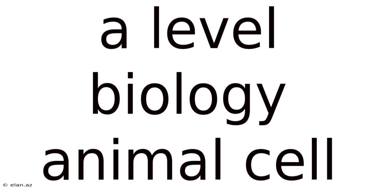A Level Biology Animal Cell