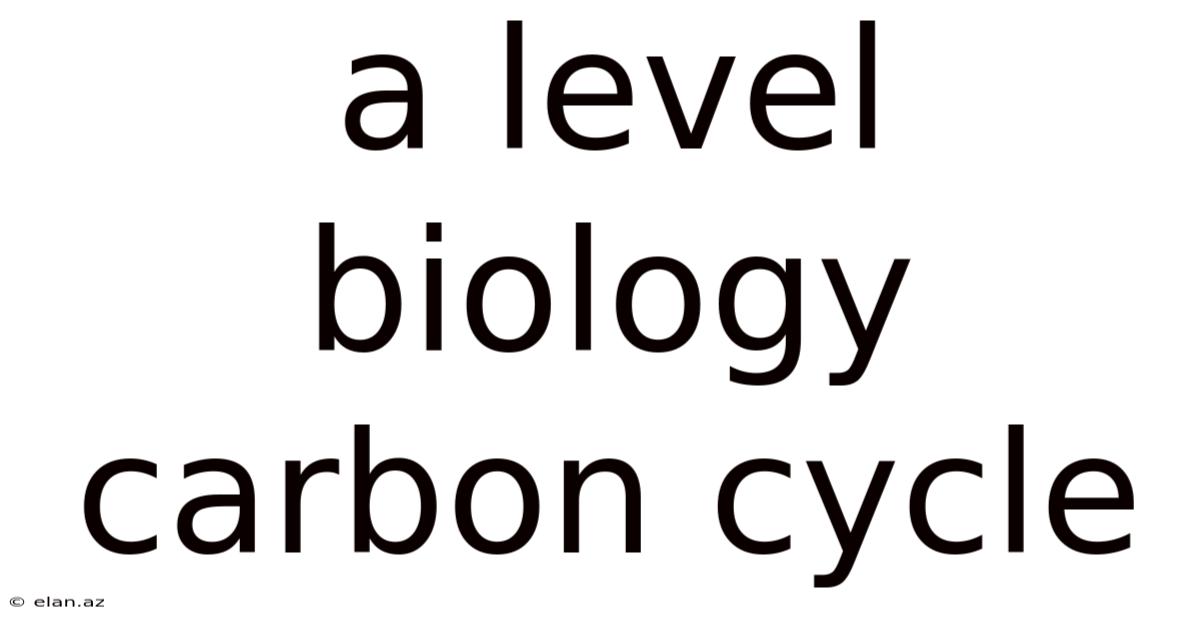 A Level Biology Carbon Cycle
