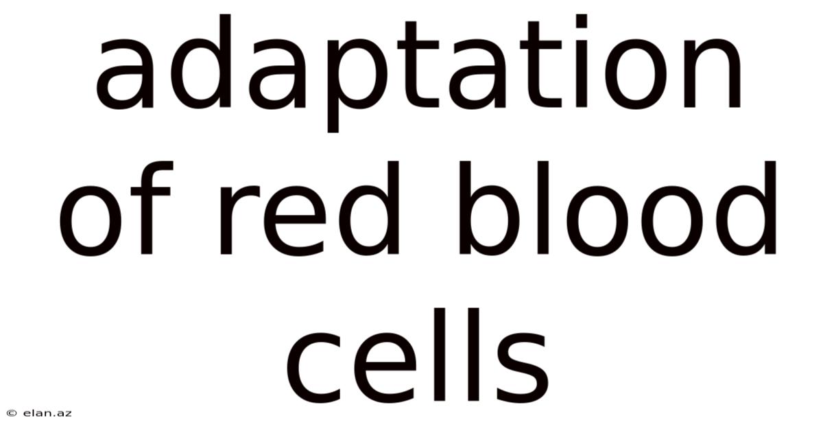 Adaptation Of Red Blood Cells