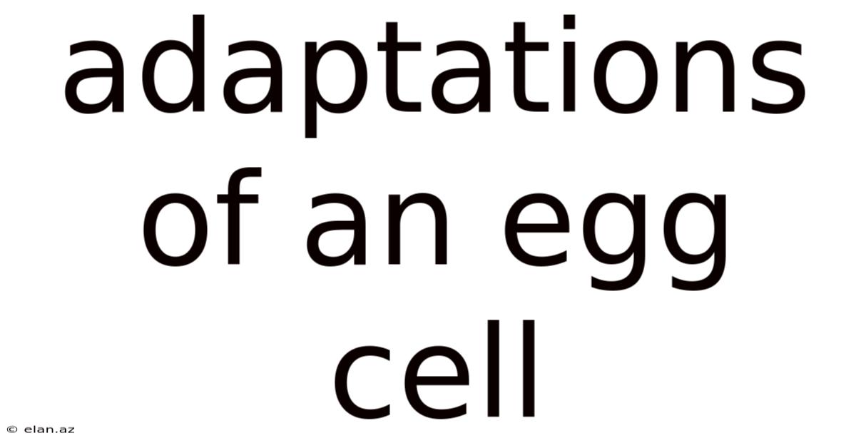Adaptations Of An Egg Cell