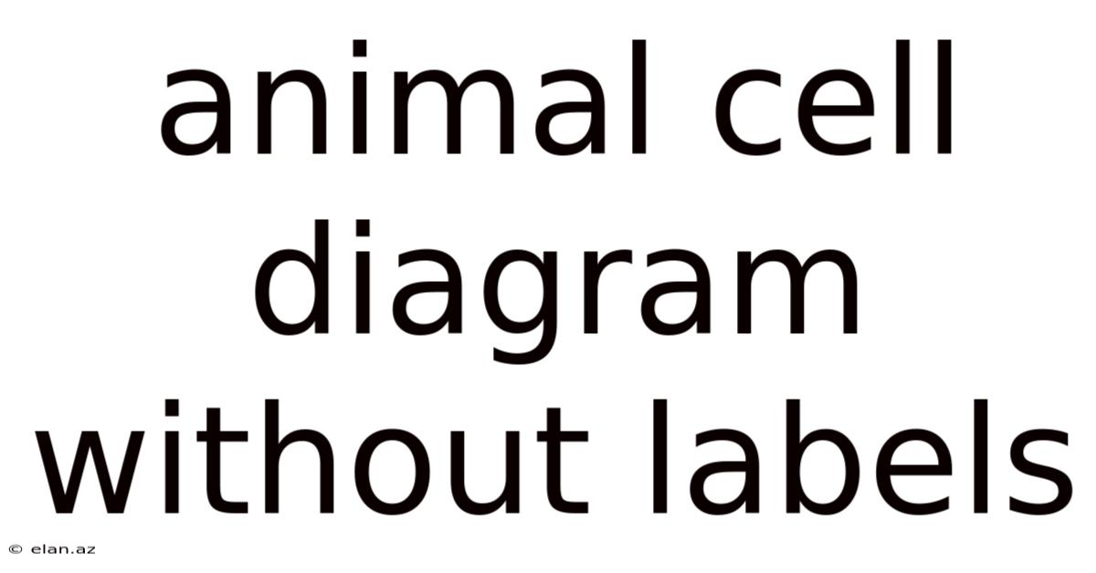 Animal Cell Diagram Without Labels
