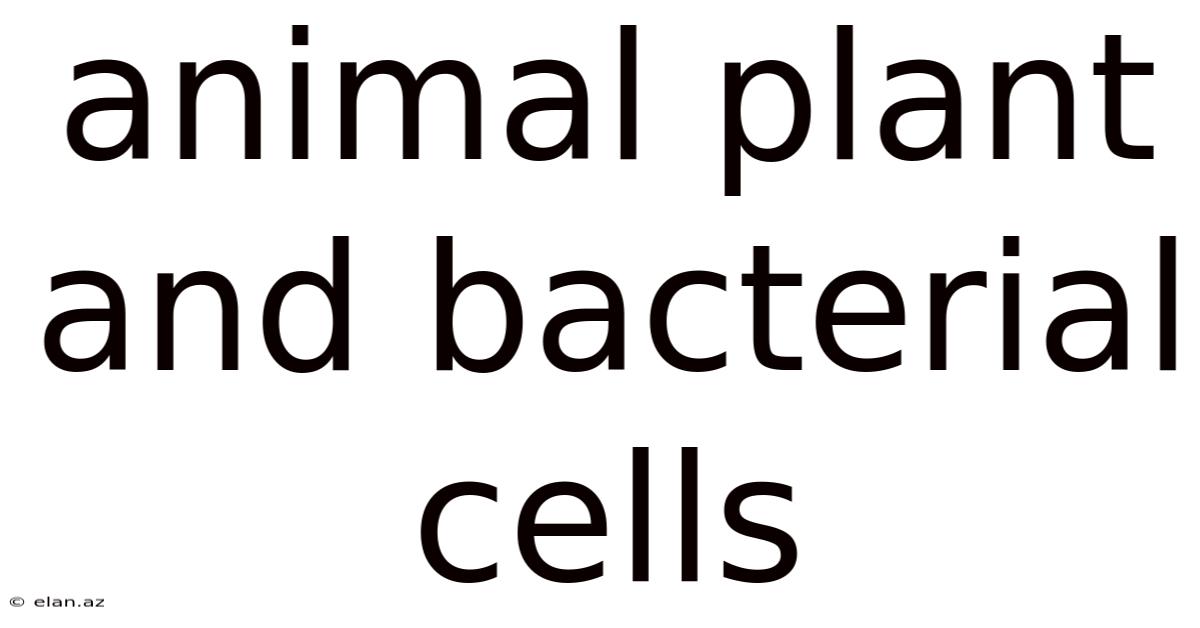 Animal Plant And Bacterial Cells