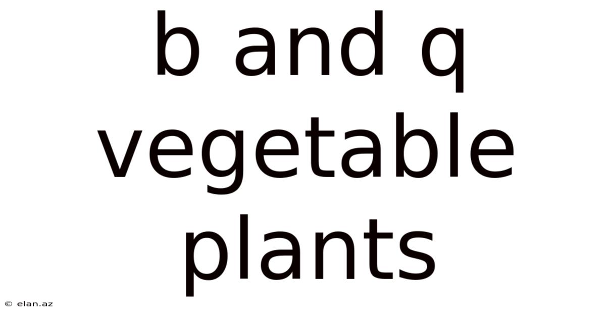 B And Q Vegetable Plants