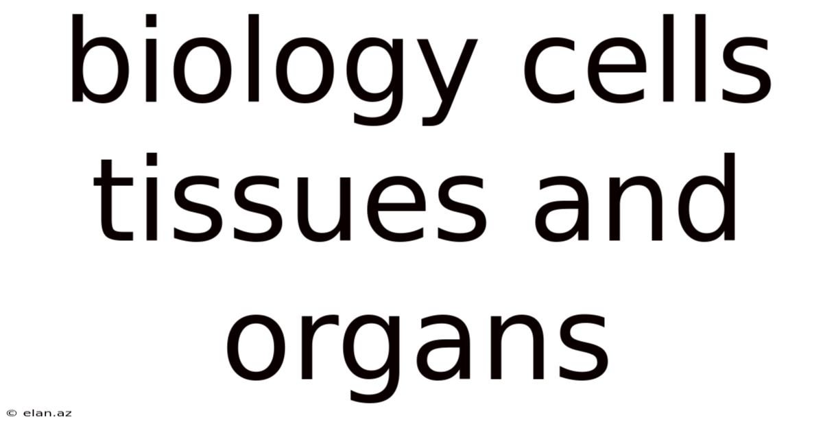 Biology Cells Tissues And Organs