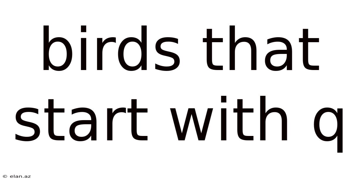 Birds That Start With Q