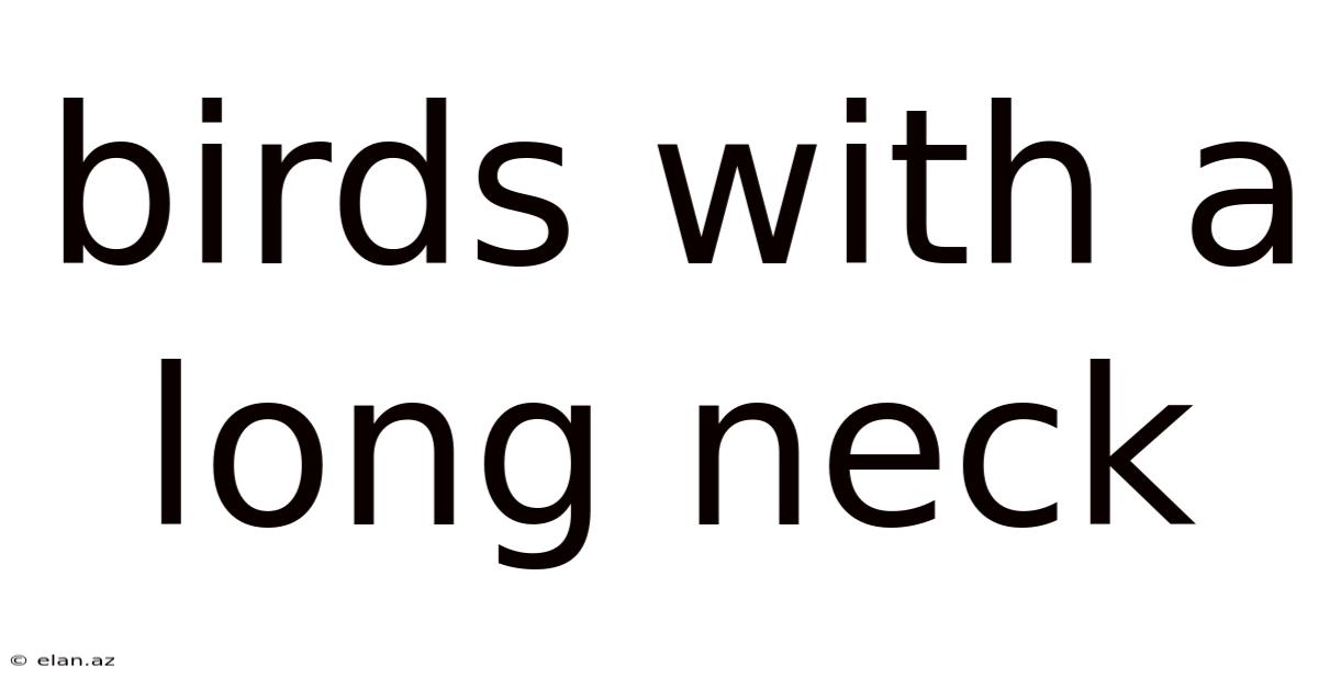 Birds With A Long Neck