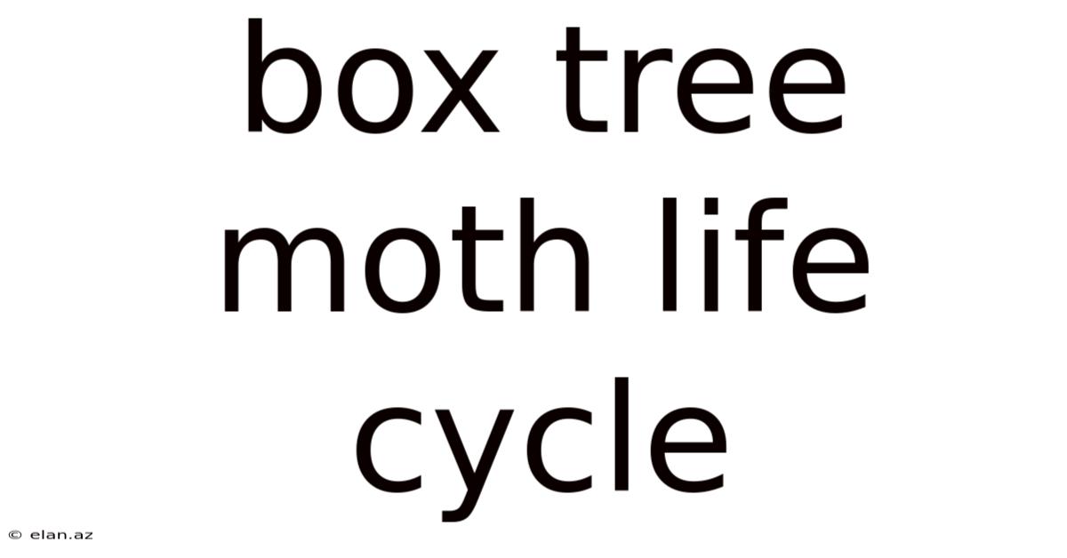 Box Tree Moth Life Cycle