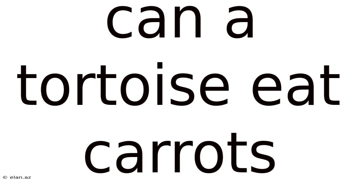 Can A Tortoise Eat Carrots