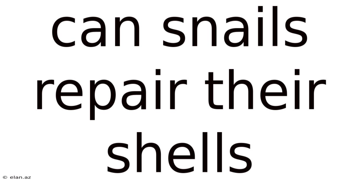 Can Snails Repair Their Shells