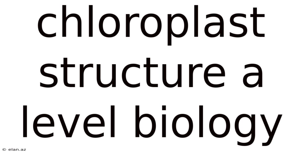 Chloroplast Structure A Level Biology