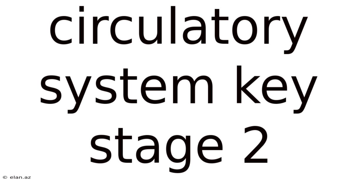 Circulatory System Key Stage 2