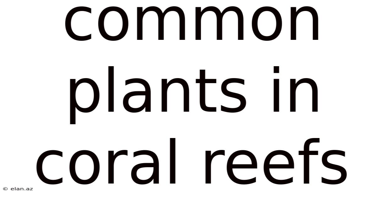 Common Plants In Coral Reefs