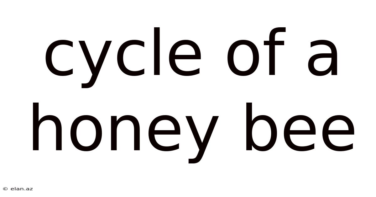 Cycle Of A Honey Bee