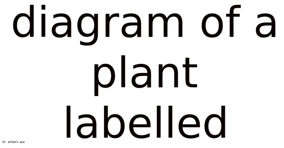 Diagram Of A Plant Labelled