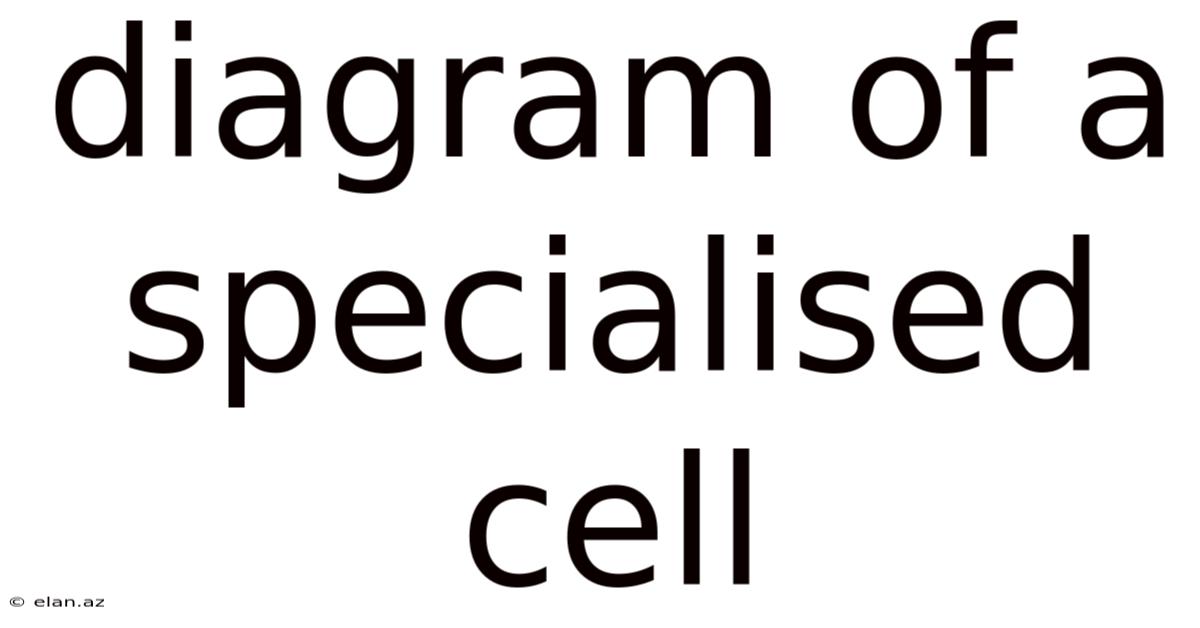Diagram Of A Specialised Cell