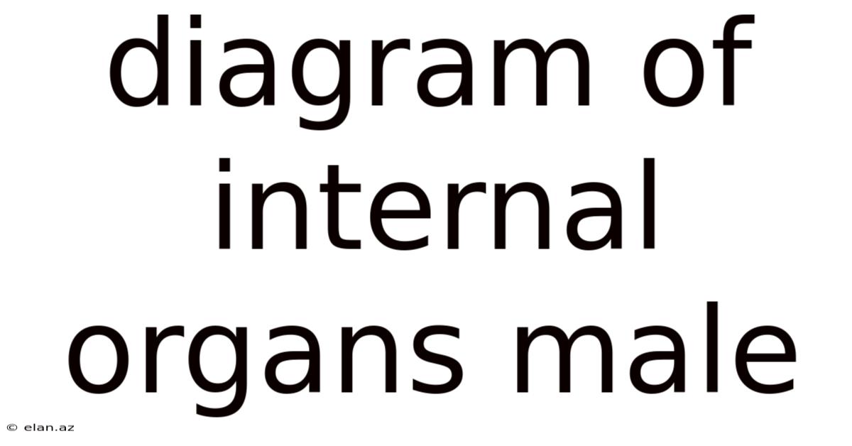 Diagram Of Internal Organs Male