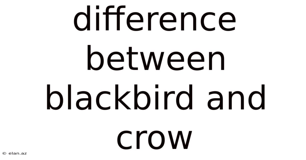 Difference Between Blackbird And Crow
