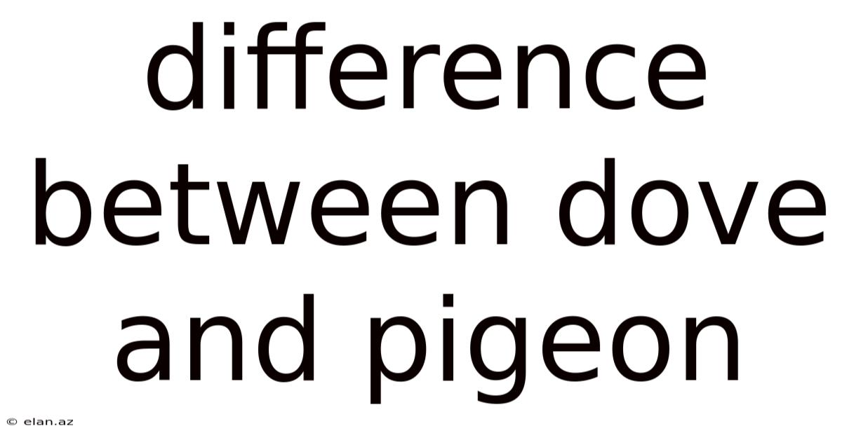 Difference Between Dove And Pigeon