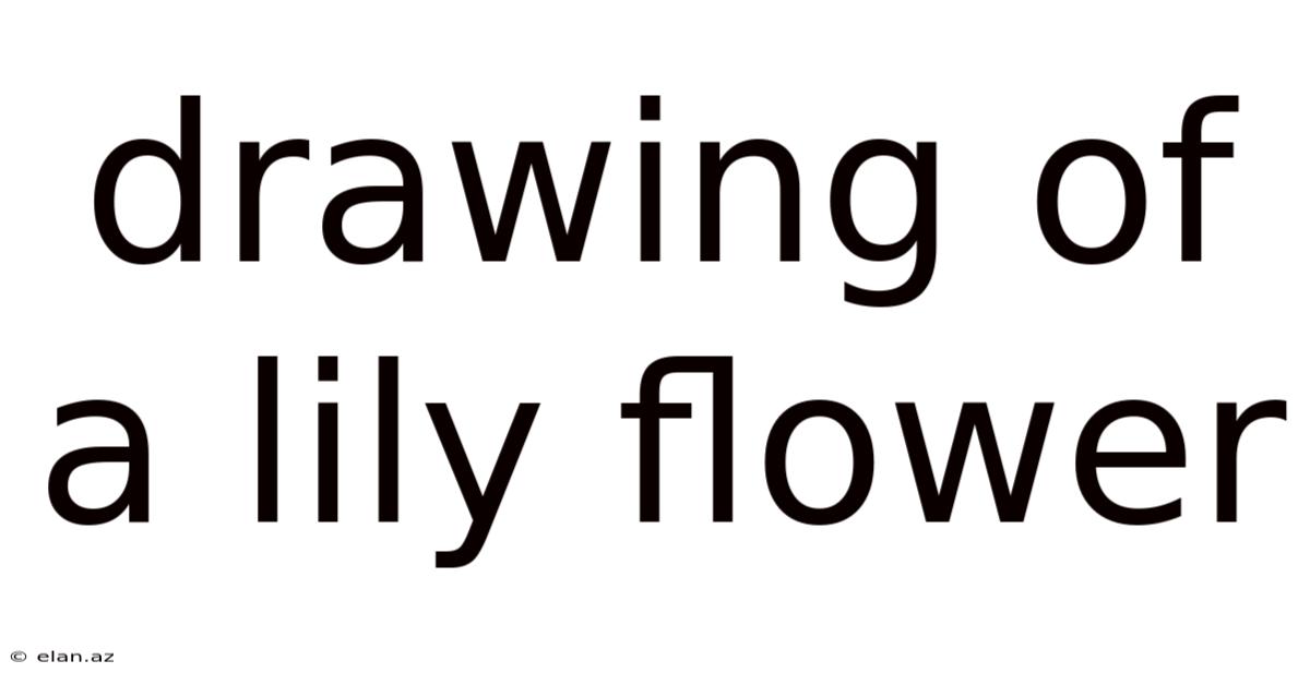 Drawing Of A Lily Flower