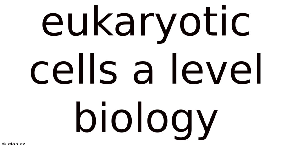 Eukaryotic Cells A Level Biology