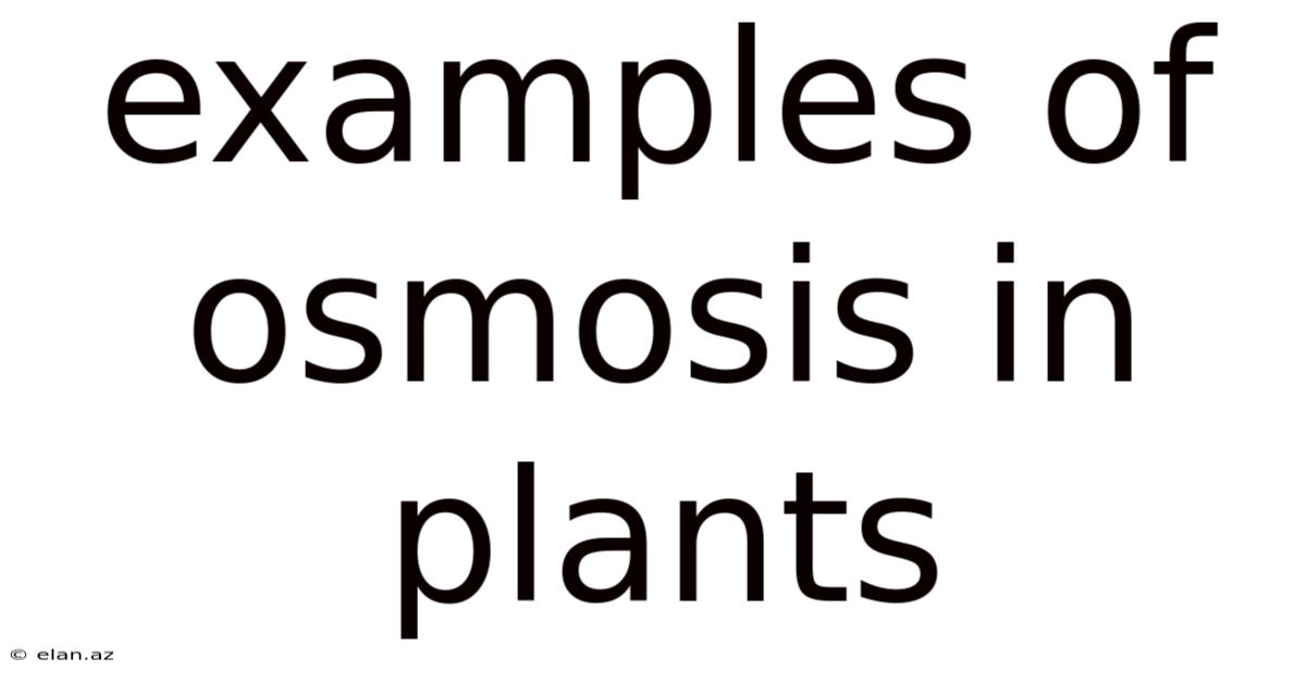Examples Of Osmosis In Plants