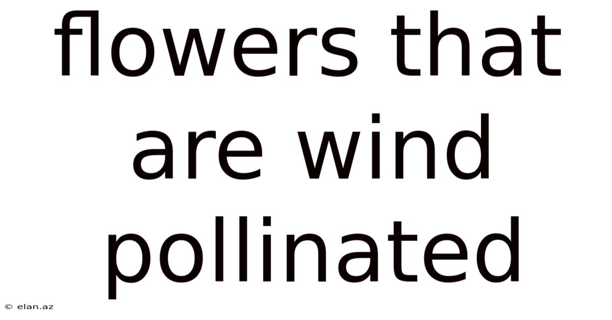 Flowers That Are Wind Pollinated