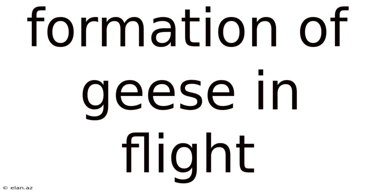 Formation Of Geese In Flight