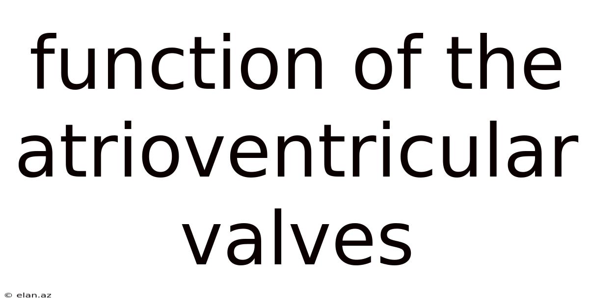 Function Of The Atrioventricular Valves