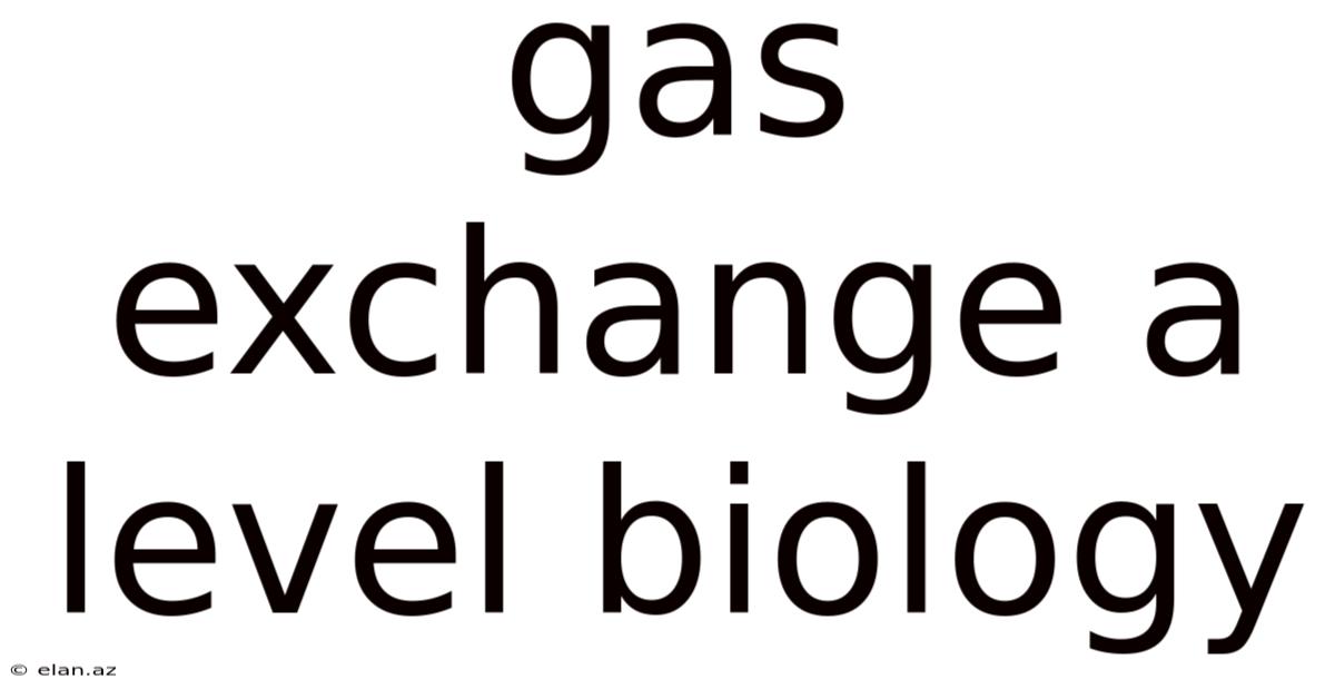 Gas Exchange A Level Biology