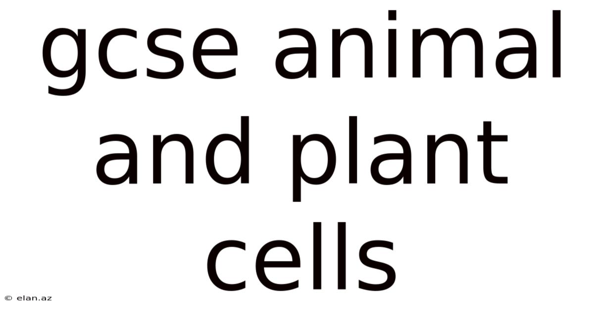 Gcse Animal And Plant Cells