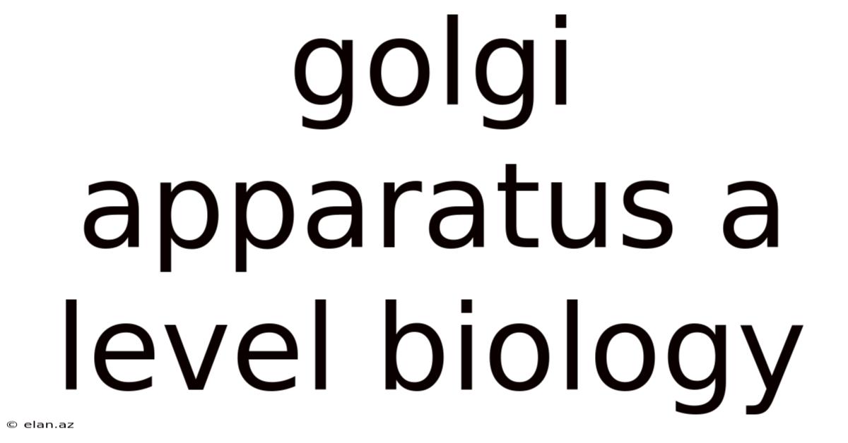 Golgi Apparatus A Level Biology