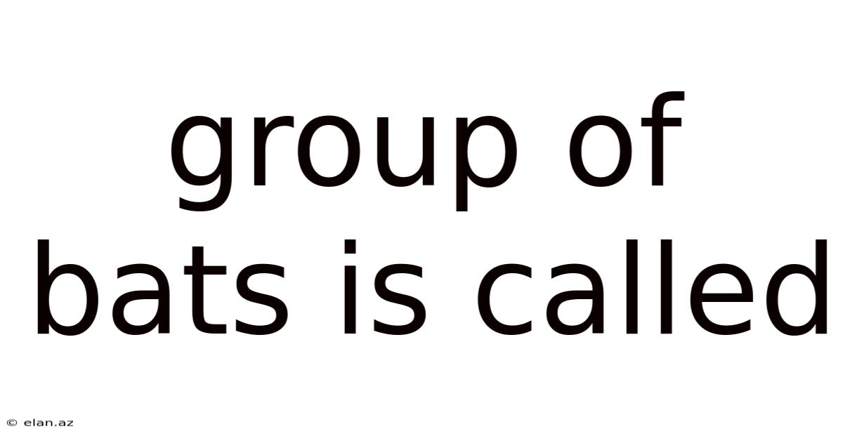 Group Of Bats Is Called