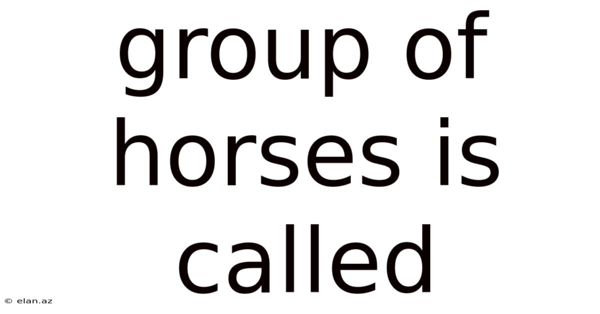 Group Of Horses Is Called