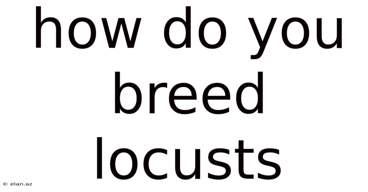 How Do You Breed Locusts