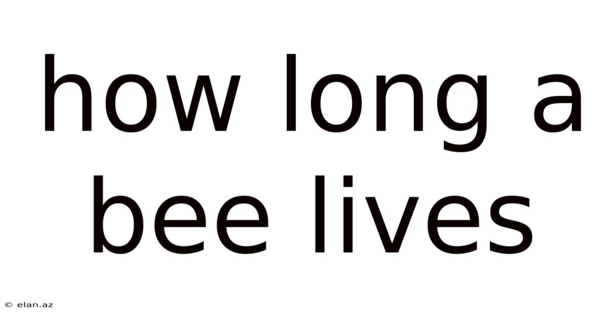 How Long A Bee Lives