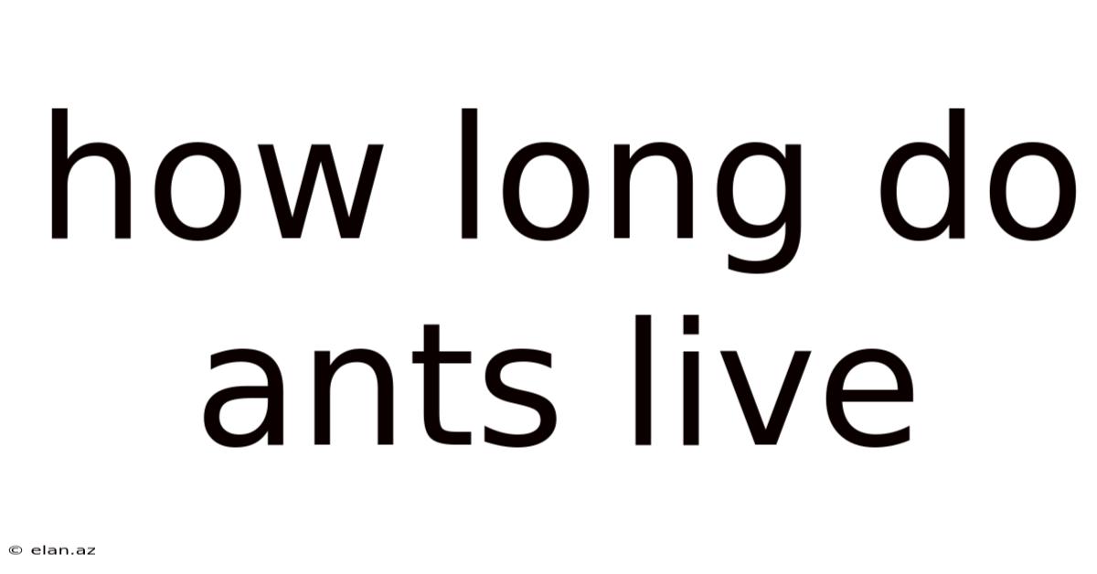How Long Do Ants Live