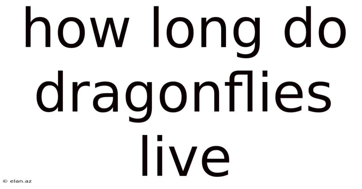 How Long Do Dragonflies Live