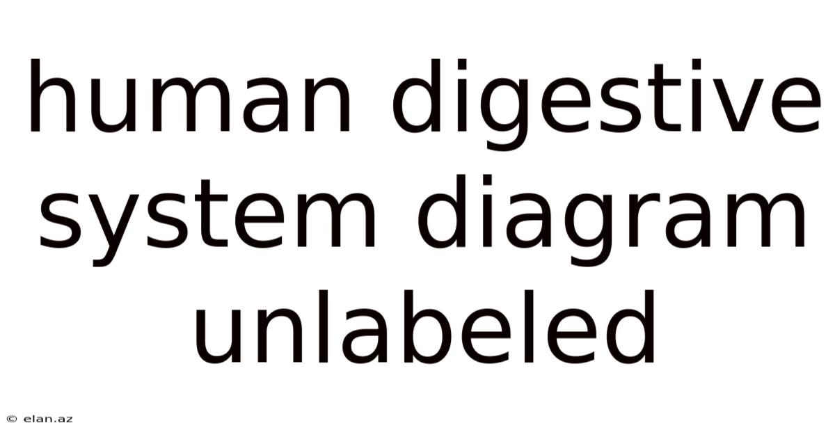 Human Digestive System Diagram Unlabeled