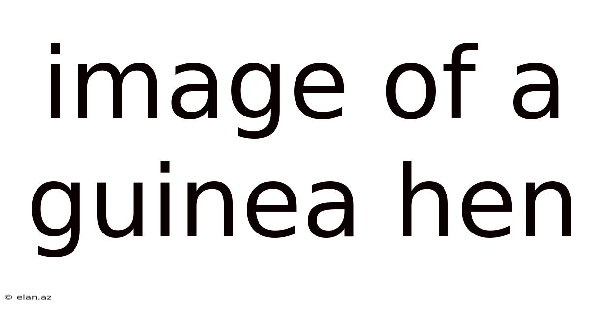Image Of A Guinea Hen