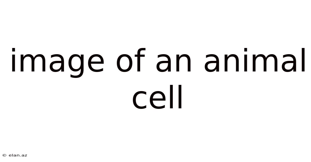 Image Of An Animal Cell