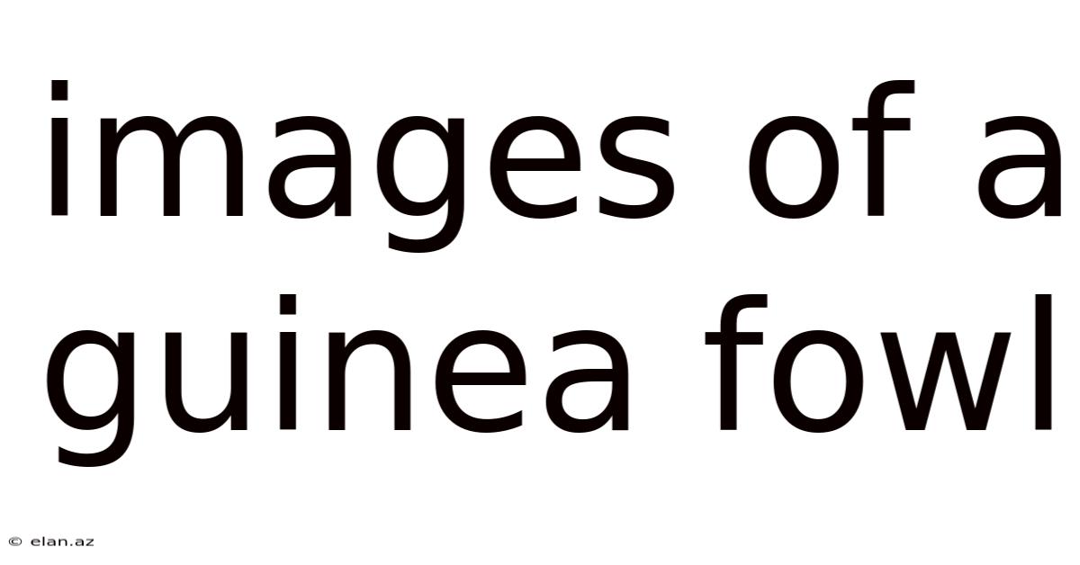 Images Of A Guinea Fowl