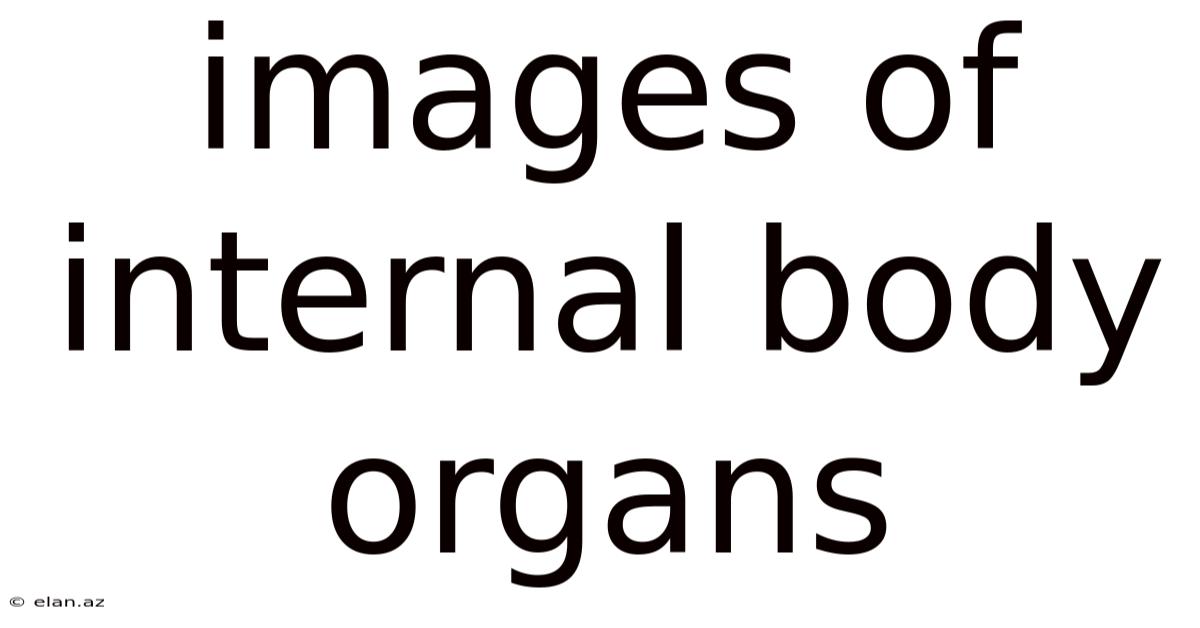 Images Of Internal Body Organs