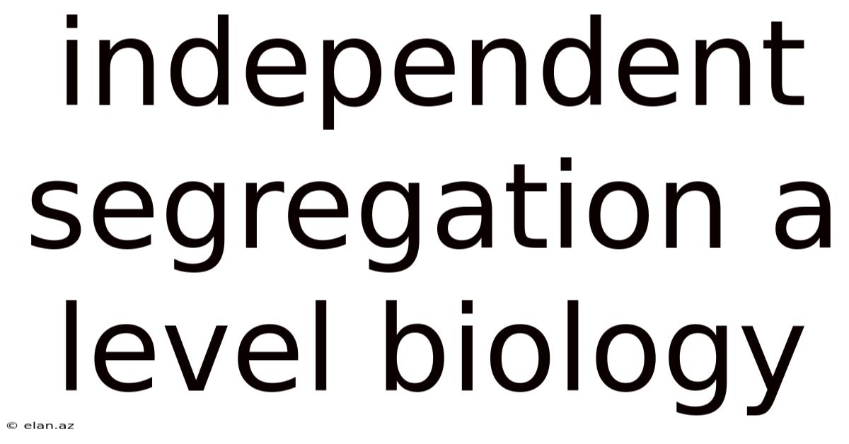 Independent Segregation A Level Biology