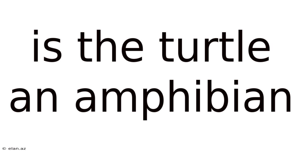 Is The Turtle An Amphibian