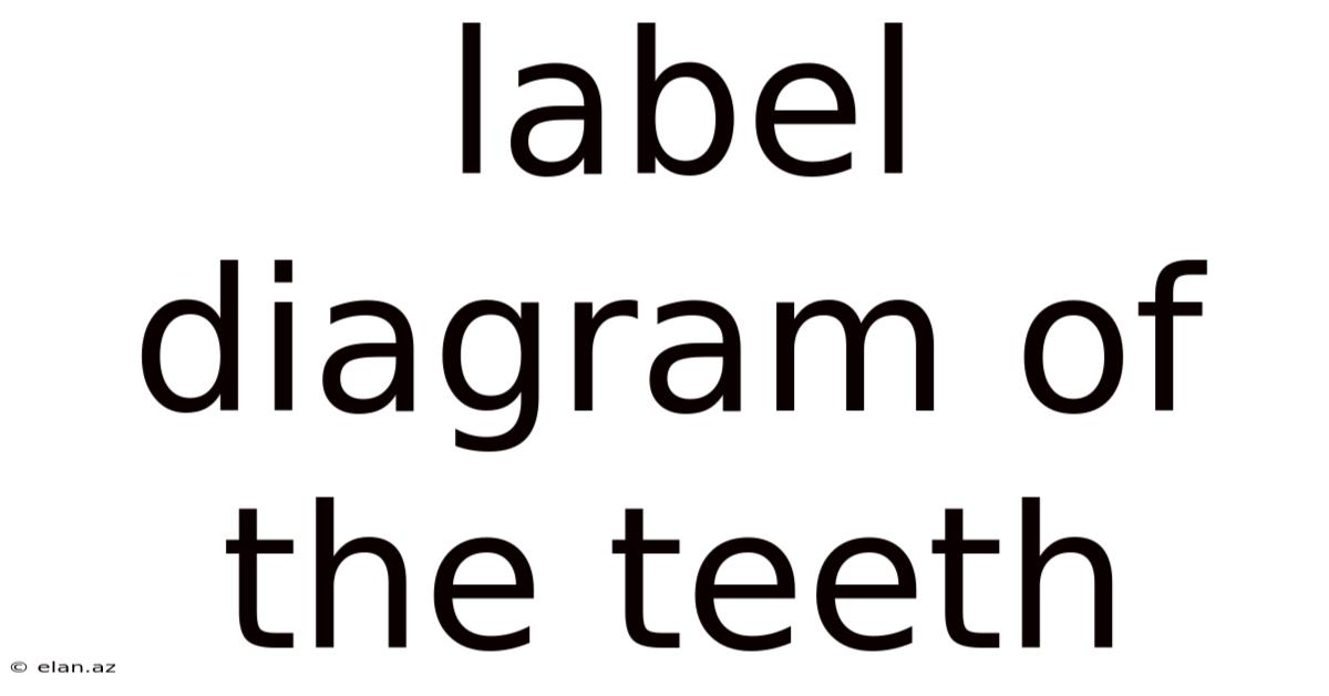 Label Diagram Of The Teeth