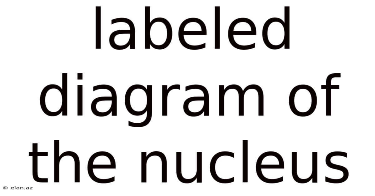 Labeled Diagram Of The Nucleus