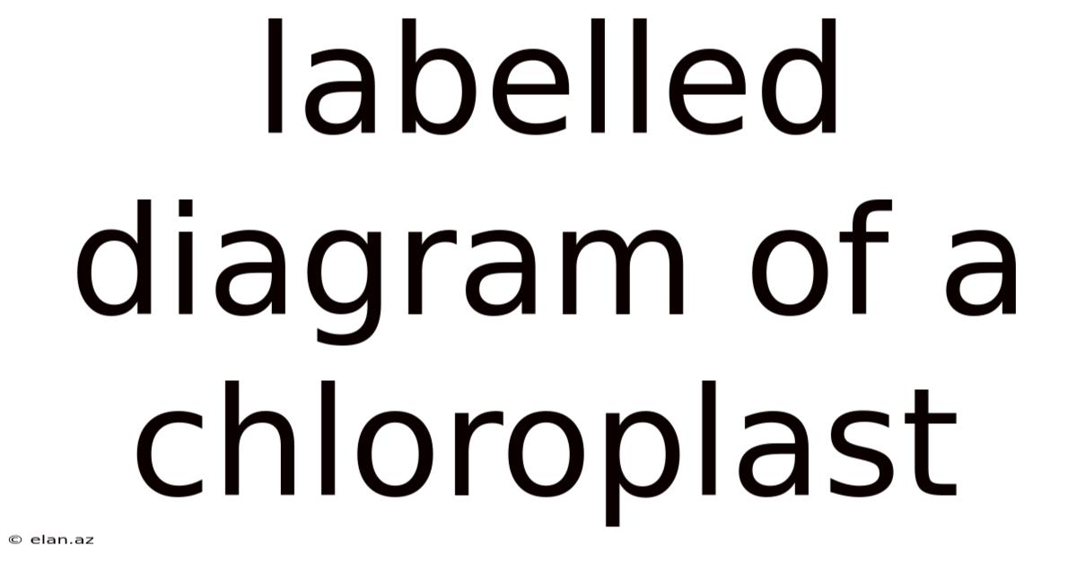 Labelled Diagram Of A Chloroplast